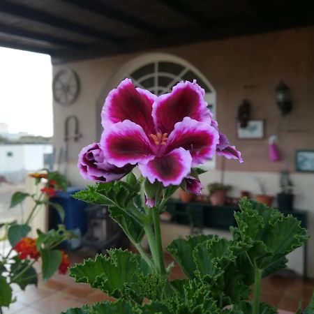 Apartmán Casa Papi Lajares Exteriér fotografie